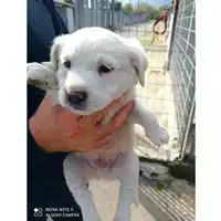Foto dell\'animale COMUNE DI OTTAVIANO - 380260170027675