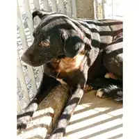Foto dell\'animale COMUNE DI TERZIGNO - 380260170024783