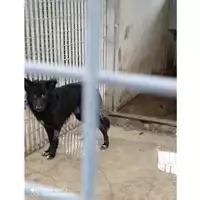 Foto dell\'animale COMUNE DI TERZIGNO - 380260170021075
