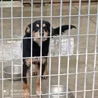 Foto dell\'animale COMUNE DI OTTAVIANO - 380260170027751
