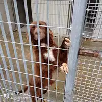 Foto dell\'animale COMUNE DI POMPEI - 380260170024844