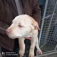 Foto dell\'animale COMUNE DI TERZIGNO - 380260170027768