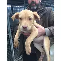 Foto dell\'animale COMUNE DI TERZIGNO - 380260170027754