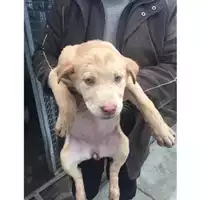 Foto dell\'animale COMUNE DI TERZIGNO - 380260170027781