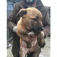 Foto dell\'animale COMUNE DI TERZIGNO - 380260170027788
