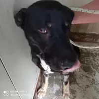 Foto dell\'animale COMUNE DI STRIANO - 380260170027320