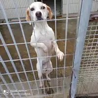 Foto dell\'animale COMUNE DI OTTAVIANO - 380260170027308