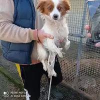 Foto dell\'animale COMUNE DI BOSCOREALE - 380260170028114