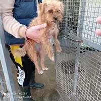Foto dell\'animale COMUNE DI BOSCOREALE - 380260170028116