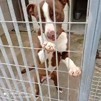 Foto dell\'animale COMUNE DI PIMONTE - 380260004395074