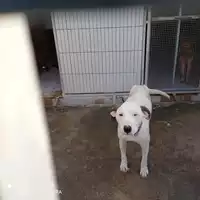 Foto dell\'animale COMUNE DI TERZIGNO - 380260170027837