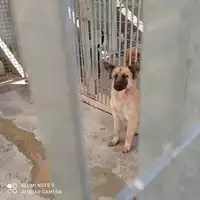 Foto dell\'animale COMUNE DI CASAMARCIANO - 380260170027760
