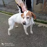 Foto dell\'animale COMUNE DI SAN GIUSEPPE VESUVIANO - 380260170028206