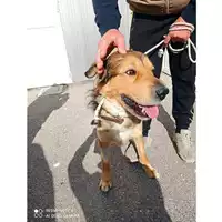 Foto dell\'animale COMUNE DI SAN GIUSEPPE VESUVIANO - 380260170027744