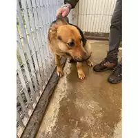 Foto dell\'animale COMUNE DI OTTAVIANO - 380260170028271