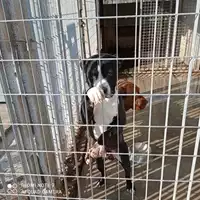 Foto dell\'animale COMUNE DI POMPEI - 380260170028867