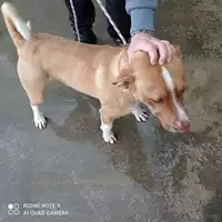 Foto dell\'animale COMUNE DI POMPEI - 380260170028896