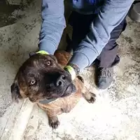 Foto dell\'animale COMUNE DI TERZIGNO - 380260170028144