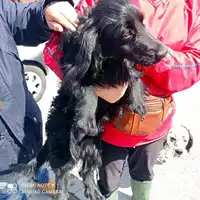 Foto dell\'animale COMUNE DI OTTAVIANO - 380260170027786