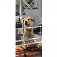 Foto dell\'animale COMUNE DI TERZIGNO - 380260170028135