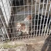 Foto dell\'animale COMUNE DI SAN VITALIANO - 380260002019017