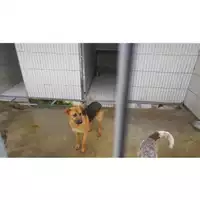 Foto dell\'animale COMUNE DI OTTAVIANO - 380260043068334