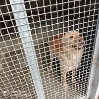 Foto dell\'animale COMUNE DI OTTAVIANO - 380260170028396