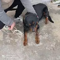 Foto dell\'animale COMUNE DI TERZIGNO - 380260170028125