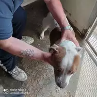 Foto dell\'animale COMUNE DI OTTAVIANO - 380260170028134