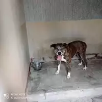 Foto dell\'animale COMUNE DI OTTAVIANO - 380260043505650