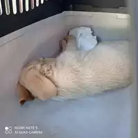 Foto dell\'animale COMUNE DI TERZIGNO - 380260044864178