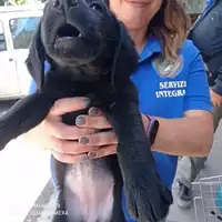 Foto dell\'animale COMUNE DI TERZIGNO - 380260044863871