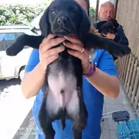 Foto dell\'animale COMUNE DI TERZIGNO - 380260044863469