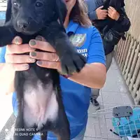 Foto dell\'animale COMUNE DI TERZIGNO - 380260044863693