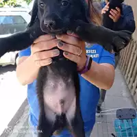 Foto dell\'animale COMUNE DI TERZIGNO - 380260044864025