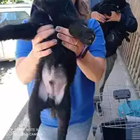 Foto dell\'animale COMUNE DI TERZIGNO - 380260044863401