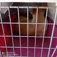 Foto dell\'animale COMUNE DI TERZIGNO - 380260044863510