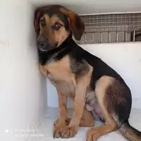 Foto dell\'animale COMUNE DI OTTAVIANO - 380260170028129