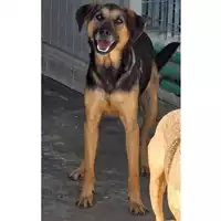 Foto dell\'animale COMUNE DI OTTAVIANO - 380260170028129