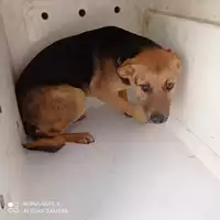 Foto dell\'animale COMUNE DI OTTAVIANO - 380260170028137