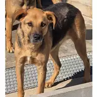 Foto dell\'animale COMUNE DI OTTAVIANO - 380260170028137