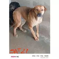 Foto dell\'animale COMUNE DI OTTAVIANO - 380260044858734