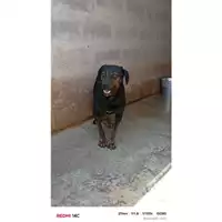 Foto dell\'animale COMUNE DI OTTAVIANO - 380260044863400