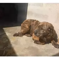 Foto dell\'animale COMUNE DI OTTAVIANO - 380260044864179