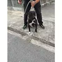 Foto dell\'animale COMUNE DI POMPEI - 380260170029964