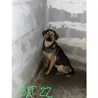 Foto dell\'animale COMUNE DI OTTAVIANO - 380260044863328