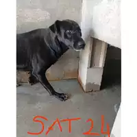 Foto dell\'animale COMUNE DI OTTAVIANO - 380260044854794