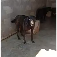 Foto dell\'animale COMUNE DI OTTAVIANO - 380260044863503