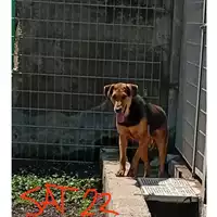 Foto dell\'animale COMUNE DI OTTAVIANO - 380260044863368