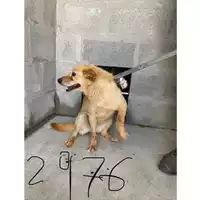 Foto dell\'animale COMUNE DI AGEROLA - 380260043482976